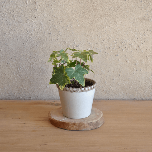 Pot - Bord tressé