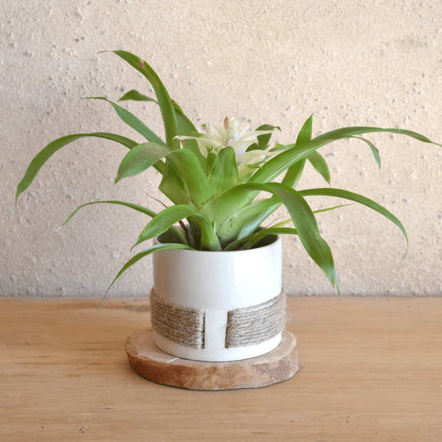 Pot - Ficelle